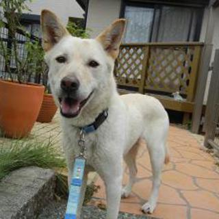 紀州ミックスの亜美ちゃん５歳です