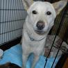 紀州ミックスの亜美ちゃん５歳です サムネイル3
