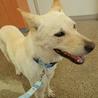 紀州ミックスの亜美ちゃん５歳です サムネイル5