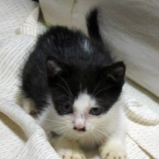 一時停止中です