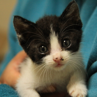 保護猫の里親さん募集