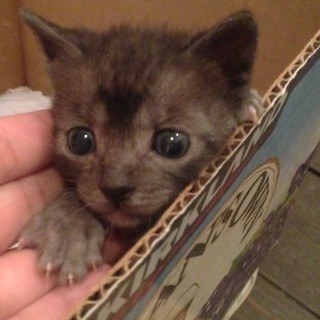 1カ月ほど　子猫ちゃんの里親募集