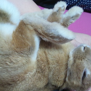 ミニウサギ♀里親募集