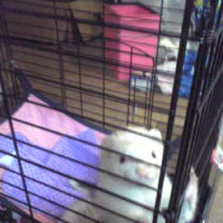 【期間限定で飼育をお願いできる方】フェレット　6ヶ月