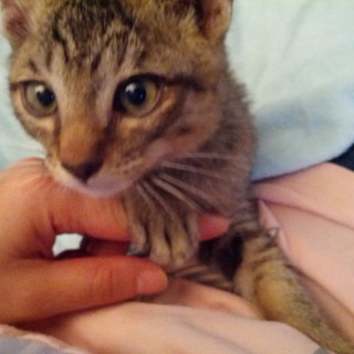 生後約2ヶ月程♂、猫白血病陽性の保護猫です。