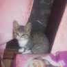 かわいい子猫里親募集！！ サムネイル5