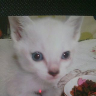 ☆子猫４匹います☆