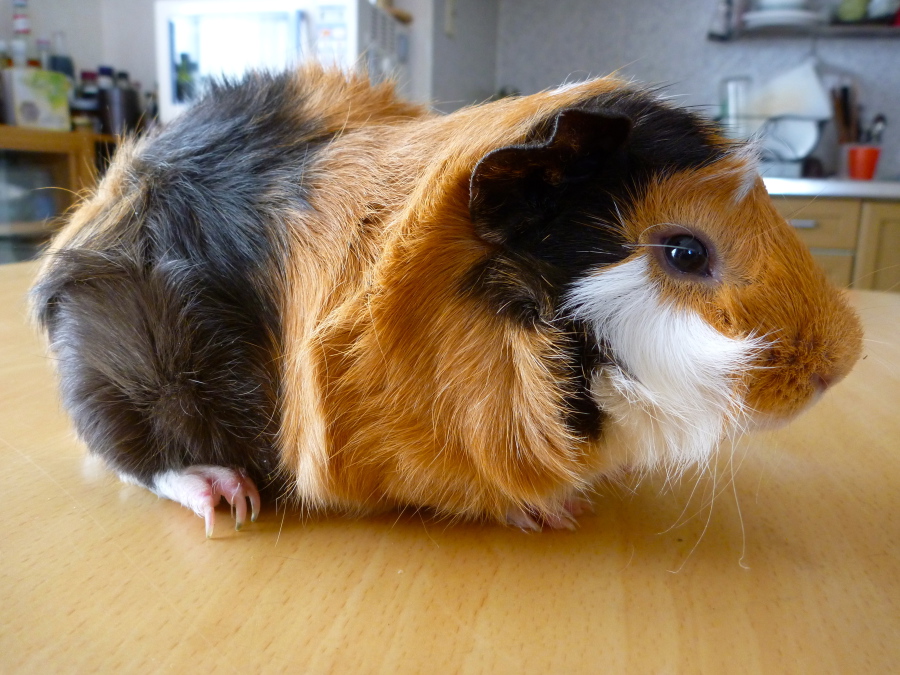 かわいいアビシニアン・モルの募集です サムネイル2