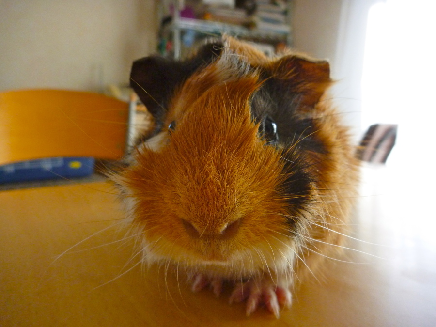 かわいいアビシニアン・モルの募集です サムネイル3