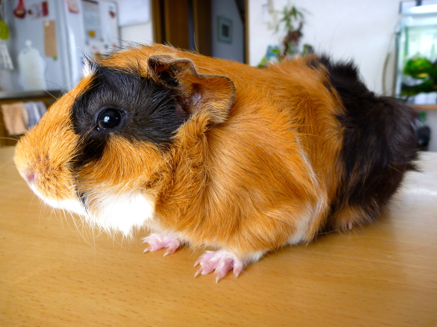 かわいいアビシニアン・モルの募集です サムネイル4