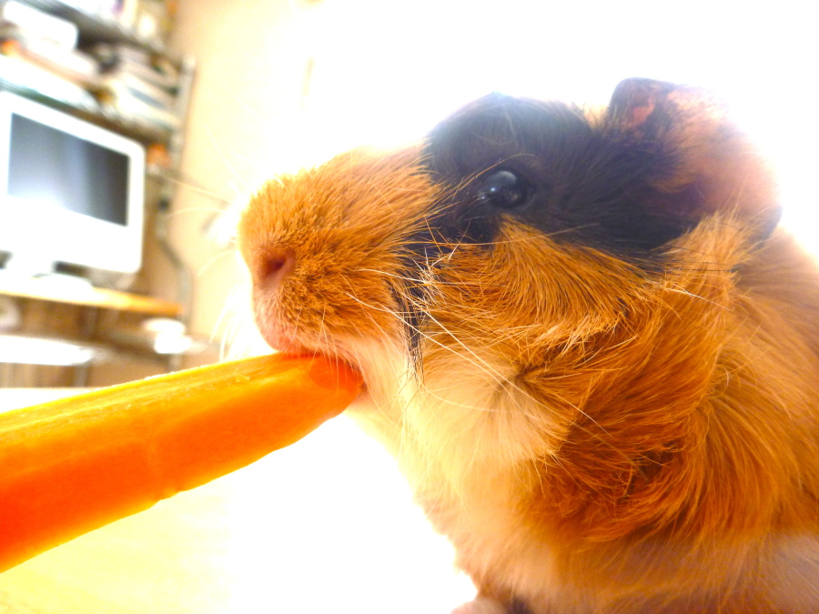 かわいいアビシニアン・モルの募集です サムネイル5