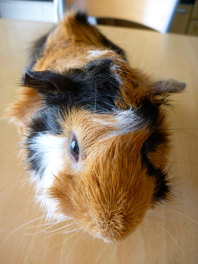 かわいいアビシニアン・モルの募集です サムネイル6