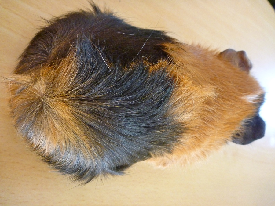 かわいいアビシニアン・モルの募集です サムネイル7