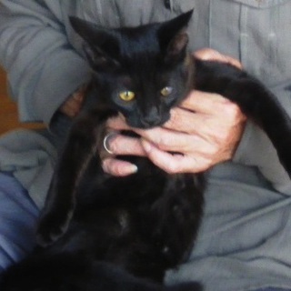 ５ヶ月メス、真っ黒ねこ