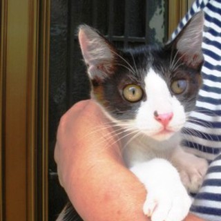 ５ヶ月オス、白黒ハチわれ子猫