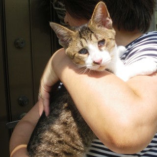 ５ヶ月オス、キジ白