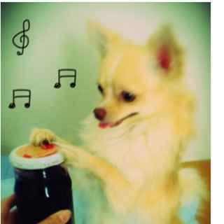 1歳半の目がグレーのチワワくんの里親を募集します。