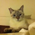 シャムＭＩＸ成猫里親さま募集中