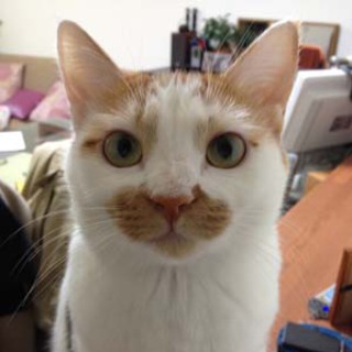 御礼：お陰様で里親さんが決まりました。