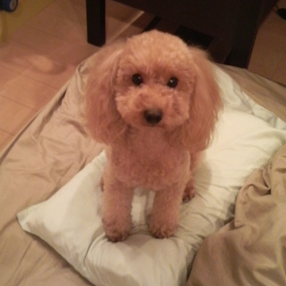 優しい里親様募集。いつも誰かが家にいる方歓迎です