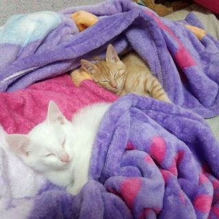 2匹で飼ってくださる里親様募集です