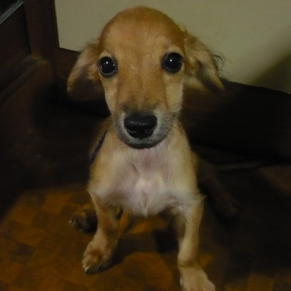 雑種の子犬里親募集