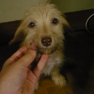 雑種の子犬の里親募集