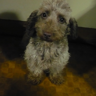 チロ(マルチーズ系の雑種)の里親募集