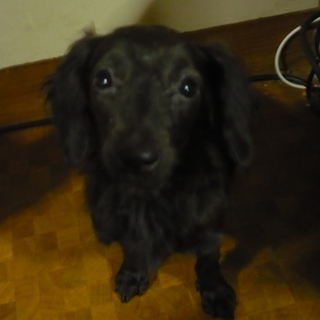 ジジ(雑種の約1歳)の里親募集