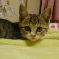 かわいい子猫里親募集！！