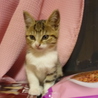 かわいい子猫里親募集！！ サムネイル2