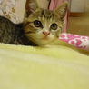 かわいい子猫里親募集！！ サムネイル3
