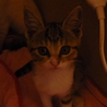かわいい子猫里親募集！！ サムネイル4