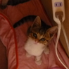 かわいい子猫里親募集！！ サムネイル7