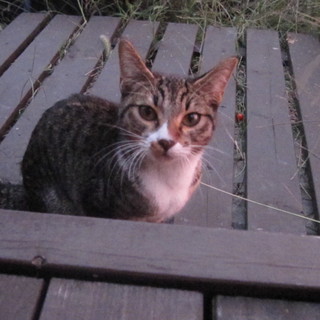 人懐こい女の子です♪