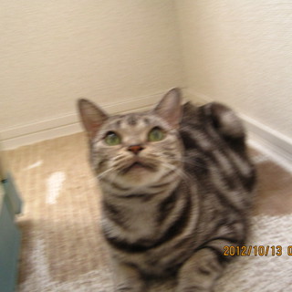 アメショの女の子