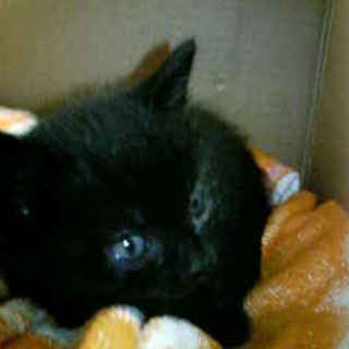 魔女の宅急便のジジみたいな子　くろねこ