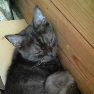 多頭飼育困難のため里親募集