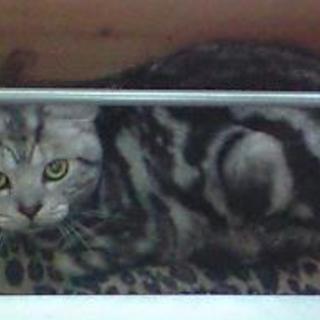 多頭飼育困難のため里親募集