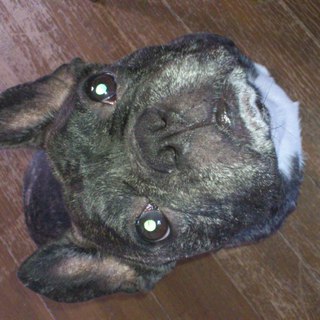 5才２ヶ月　ブリンドル