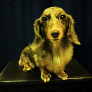 大切に育ててくれる方☆４才♀　Mダックス