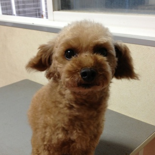 トイプードルの女の子里親募集