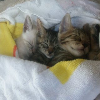 もうすぐ４か月のかわいい子猫の里親募集中！！！（2匹はご家族決まりました。）