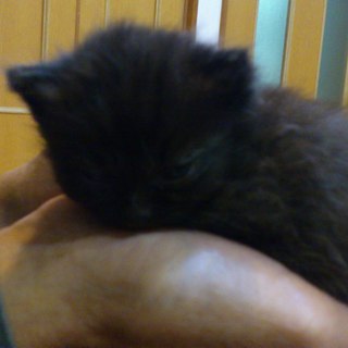 生後2週間のかわいい仔猫です！