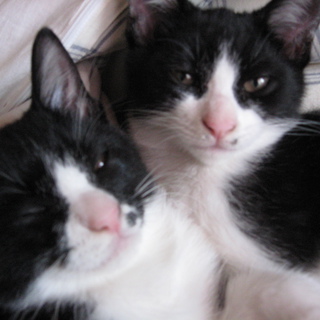 きょうだいこねこ。