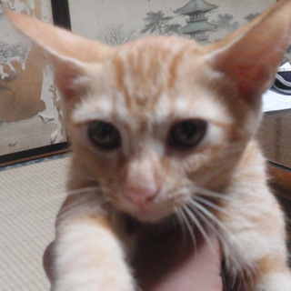 新しいお家が見つかりました。有難うございました。