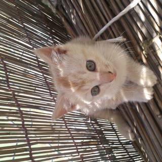 終生可愛がって下さる方。