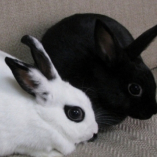 ミニウサギの女の子
