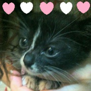 優しそうな飼い主さんが見つかりました(;∀;)