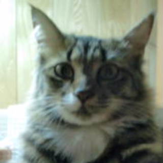 交渉中につき一時募集停止